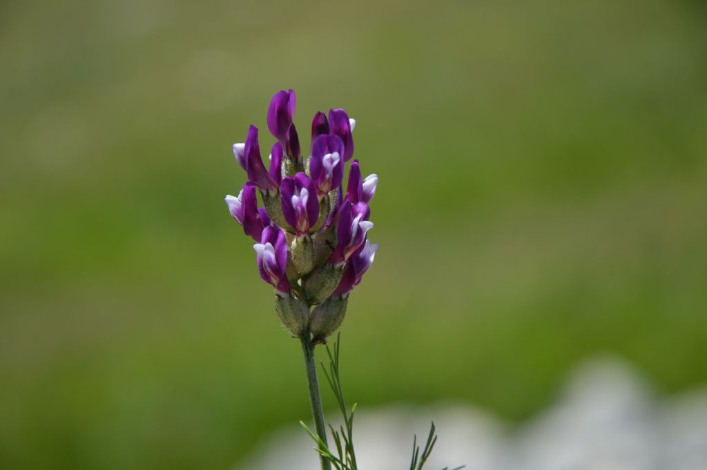 astragalus possibile - cfr. Astragalus onobrychis